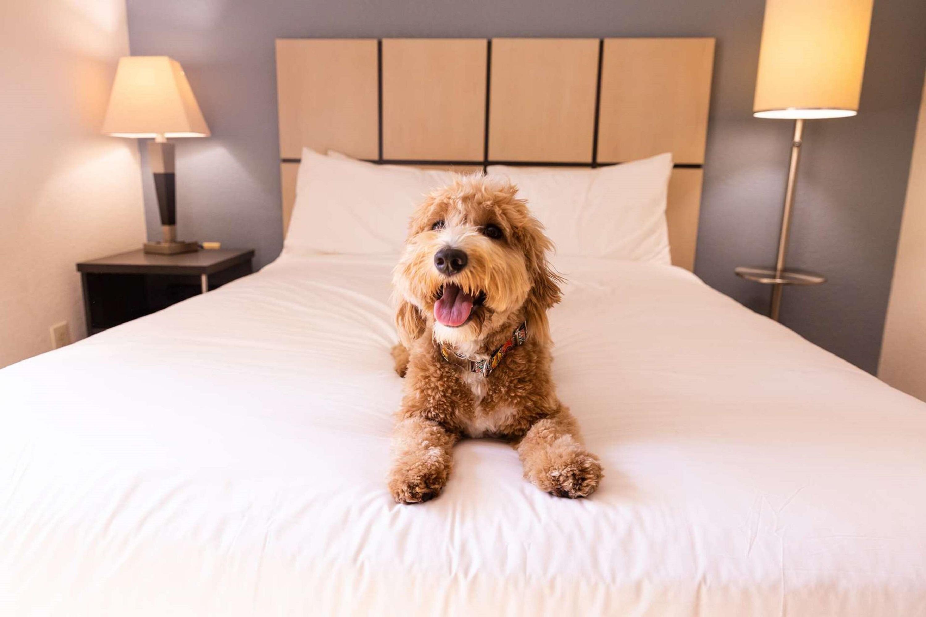 Sonesta Simply Suites アルバカーキ エクステリア 写真